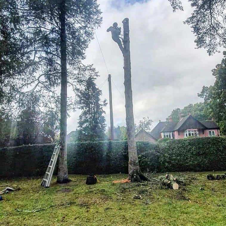 This is a photo of a tree that is being removed, there is just the trunk remaining and the operative from Fulbourn Tree Surgeons is at the top cutting a section of it off.